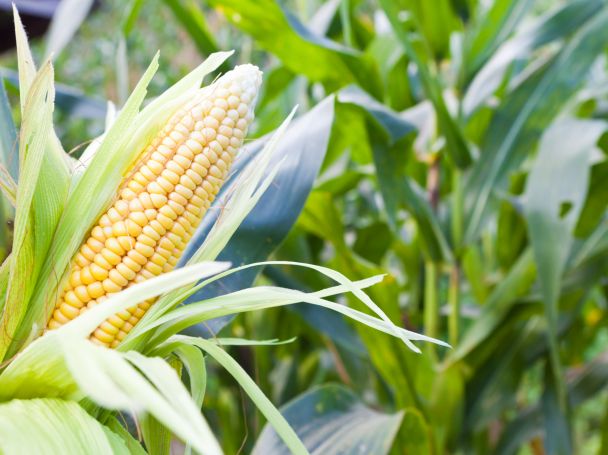 Во Франции законом хотят запретить выращивание ГМО-кукурузы