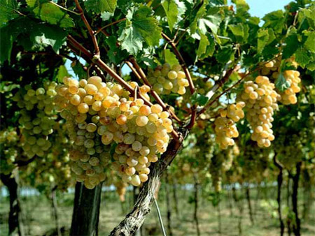 Желание выращивать виноград без пестицидов может стоить французу свободы