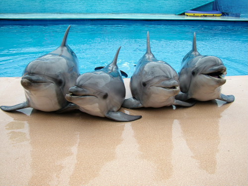 Голосеевский райсуд г. Киева рассмотрит дело о конфискации животных из дельфинария "Немо"