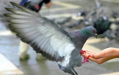 В Вене любителям покормить голубей придется выложить 36 евро