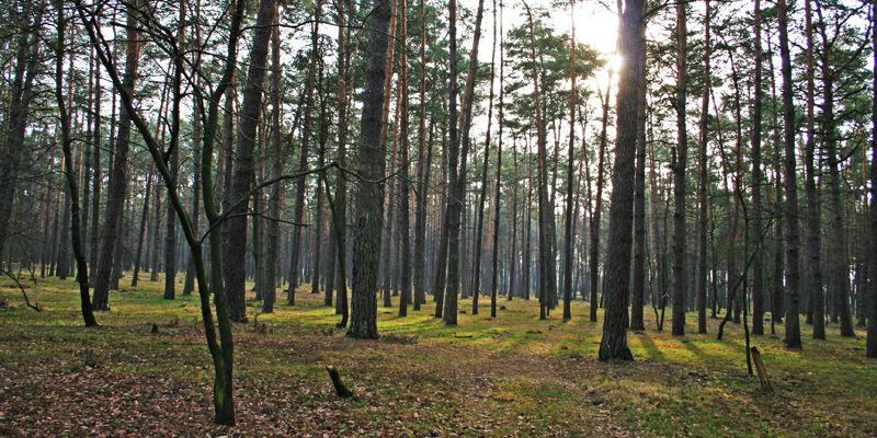 Высший админсуд отменил решение о передаче территории Беличанского леса под застройку. ВИДЕО
