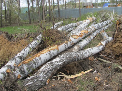 В Волынской области задержали подпольных лесорубов