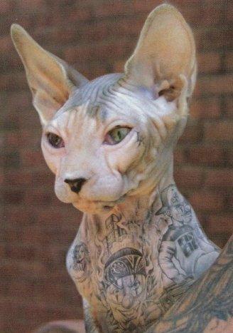 В Нью-Йорке ввели штраф за татуировки животным. ВИДЕО