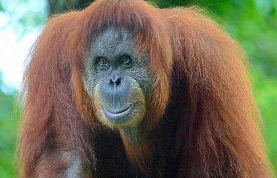 Суд признал орангутанга личностью и выпустил на свободу из зоопарка