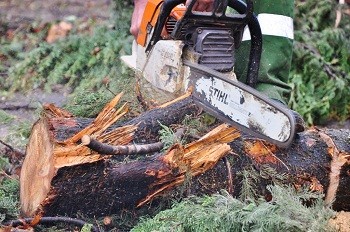 Самовольная вырубка деревьев обошлась автотранспортному предприятию в 110 тыс. гривен 