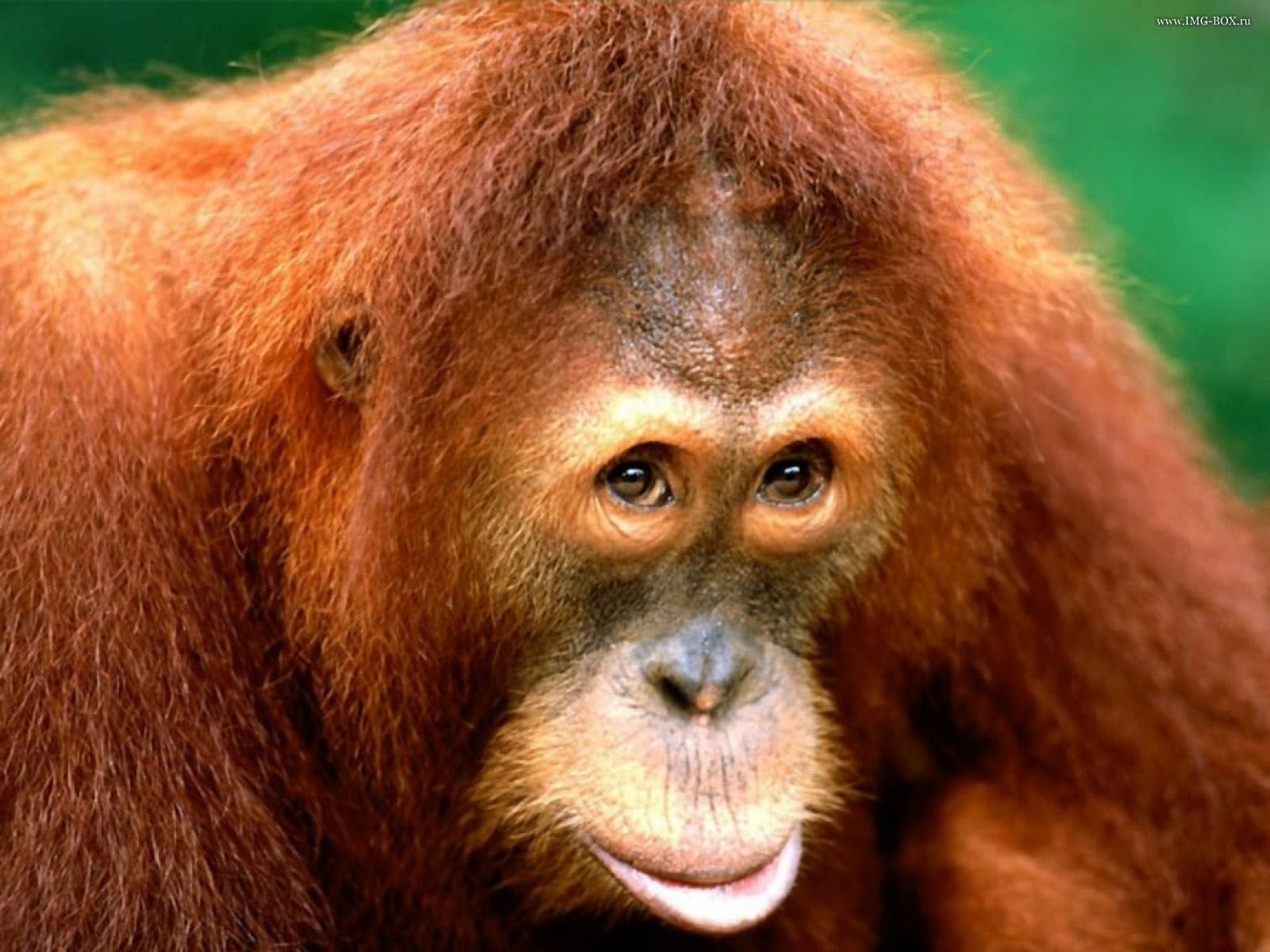 Аргентинский суд признал, что орангутанг, проживающий 20 лет в городском зоопарке, незаконно лишен свободы. ВИДЕО
