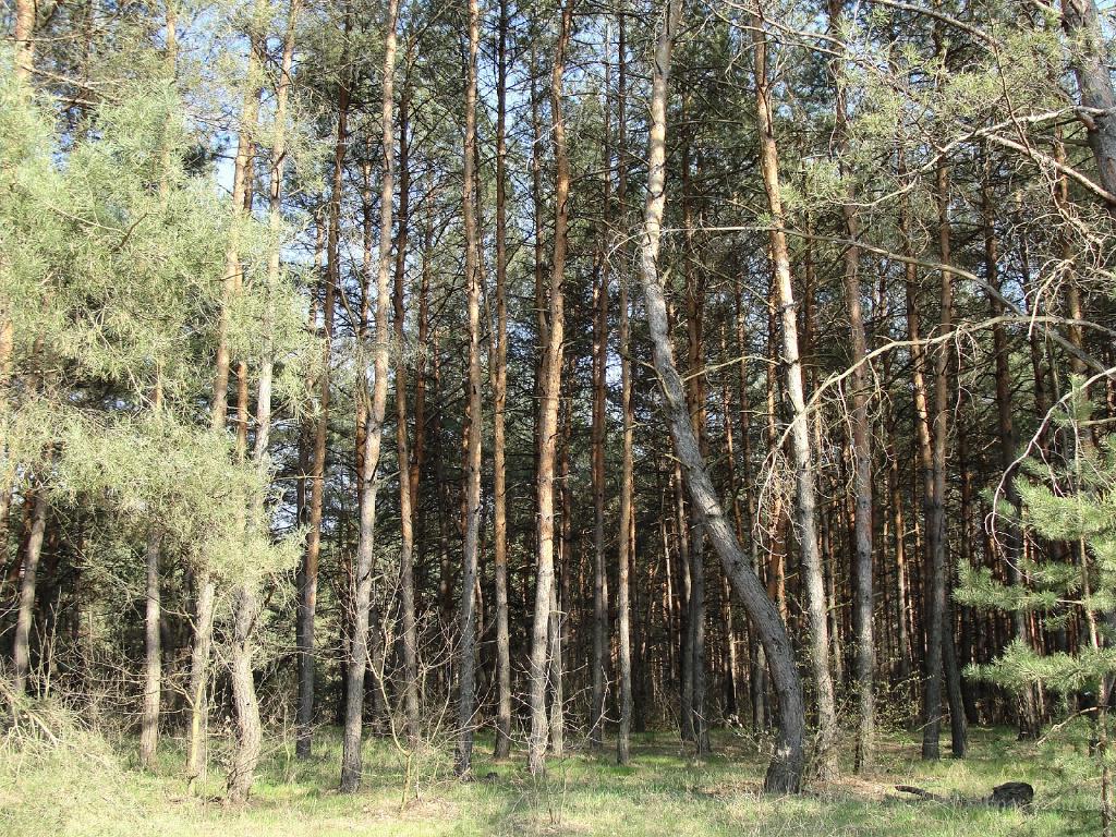 ВСУ: Право постоянного пользования земельными лесными участками подтверждают планово-картографические материалы лесоустройства. ВИДЕО