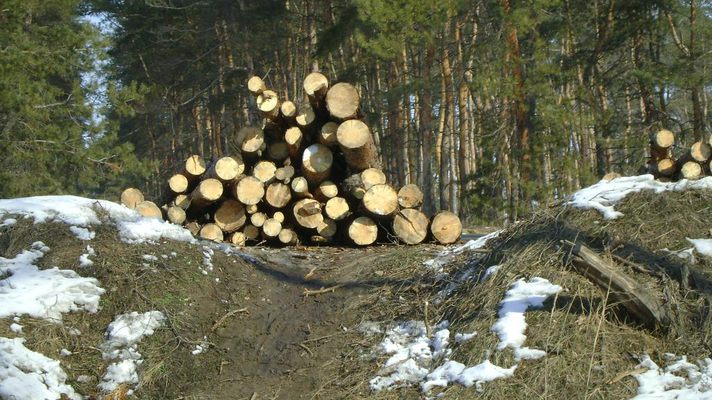 Суд оштрафовал волынских лесорубов