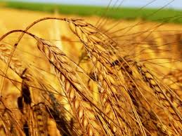 Генеральный директор госпредприятия присвоил пшеницу на сумму почти 17 млн грн