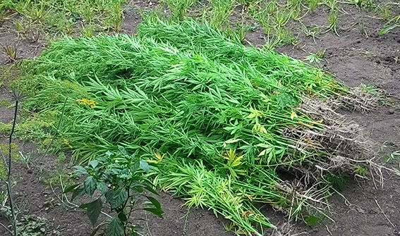 В Хмельницкой области милиция обнаружила на огороде у 60-летней пенсионерки плантацию конопли