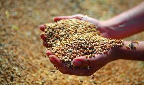 СБУ заблокировала незаконный экспорт пшеницы на 13 млн гривен