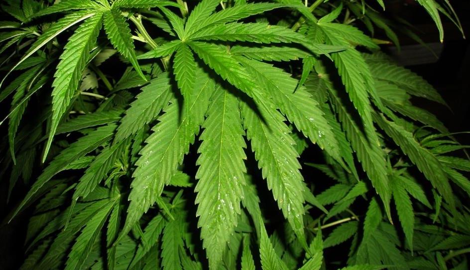 В Днепропетровске правоохранители выявили 7 кг марихуаны