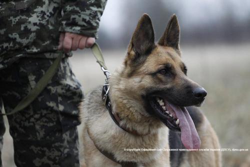 В Донецкой области в авто с рыбой обнаружили гранату РГД-5 