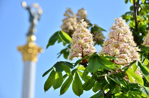 Киев станет чище и опрятней 