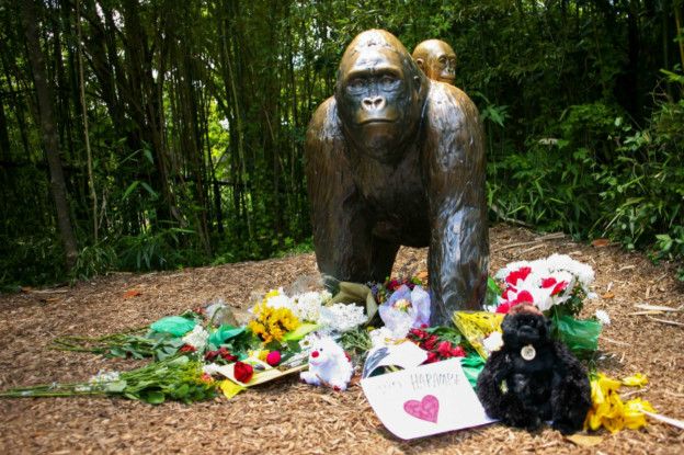 Матери, недосмотревшей за своим ребенком, не предъявят обвинений за гибель гориллы