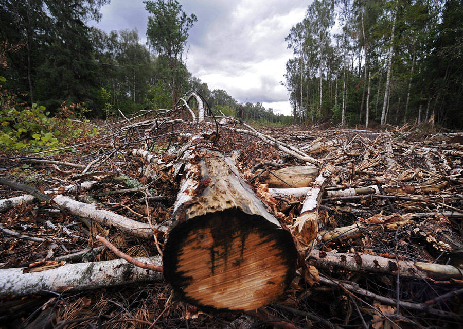 Киевсовет ввел мораторий на вырубку деревьев