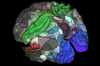 Сотню неизвестных областей обнаружили в мозге человека