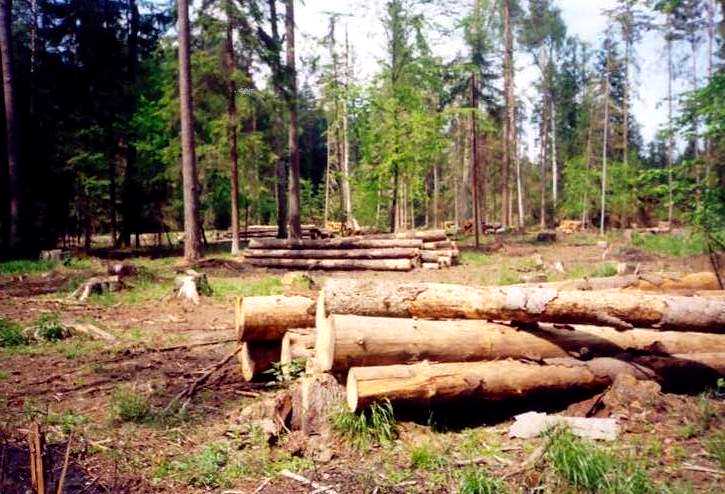 Чиновники незаконно вырубили лес на 1,55 млн грн
