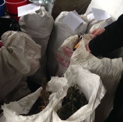 Пограничники с правоохранителями в Одесской области обнаружили 25 кг марихуаны