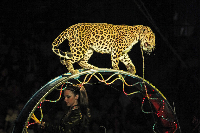 По факту нападения леопарда на зрительницу в цирке возбуждено дело